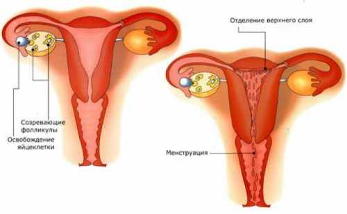 Если женщина внимательно следит за циклом, то ей не составит труда различить месячные и выделения кровянистого типа при беременности