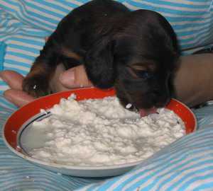 Питание собаки с проблемным пищеварением