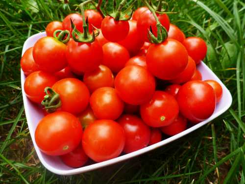 К чему снятся красные помидоры, собирать красные