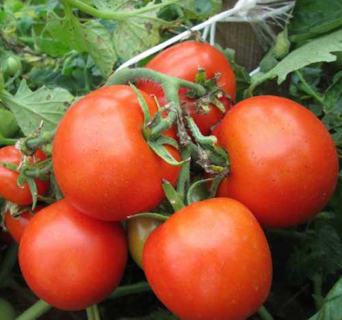 Особенности лучших сортов томатов для открытого