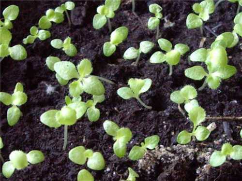 Высеваются семена после последних заморозков в заранее подготовленную почву и сверху прикрываются полиэтиленом или акрилом