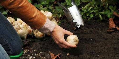 Как  посадить гиацинты осенью, преимущества
