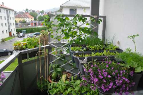 Цветник, сад или огород на балконе: особенности организации