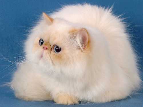 Персидская кошка это длинношерстых кошек, среднего размера, коренастая
