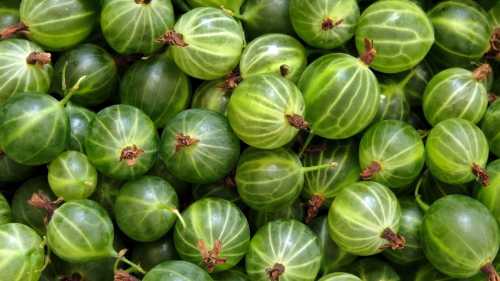 В оригинальном рецепте яркозеленые ягоды начиняют грецкими орехами, но есть и вариант попроще, ничуть не уступающий оригиналу по вкусу
